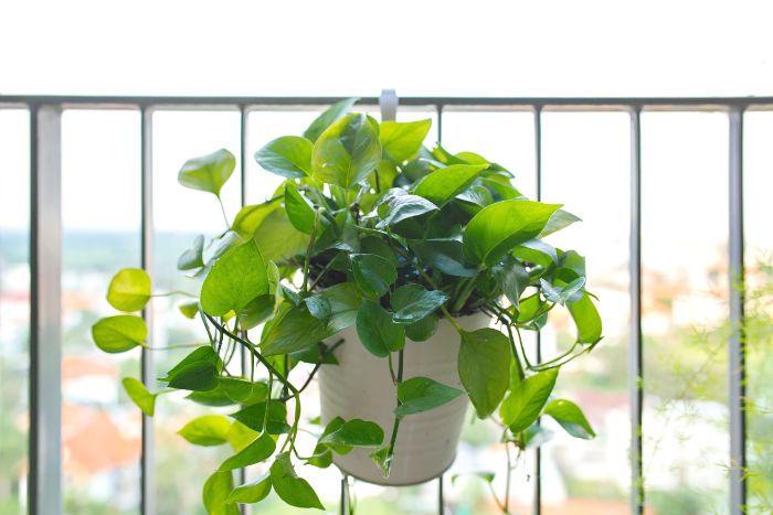 Why are my pothos leaves curling up?
