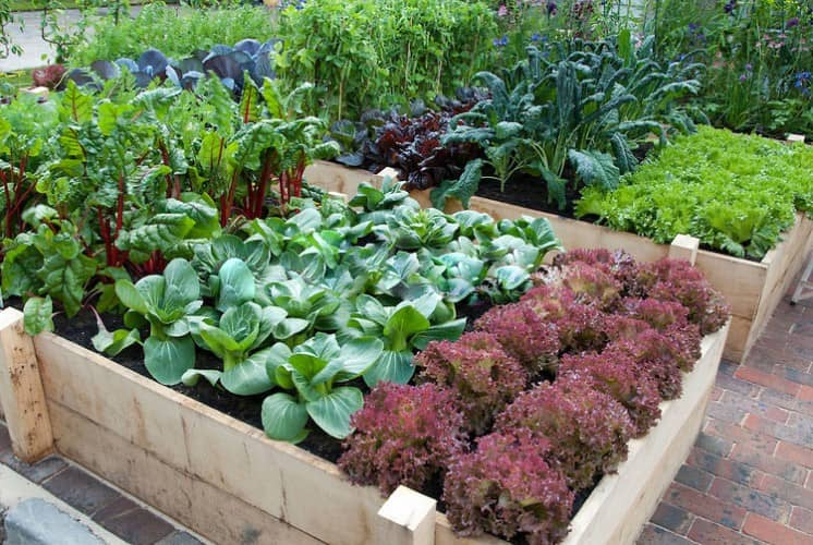 reasons why gardening is good for your health