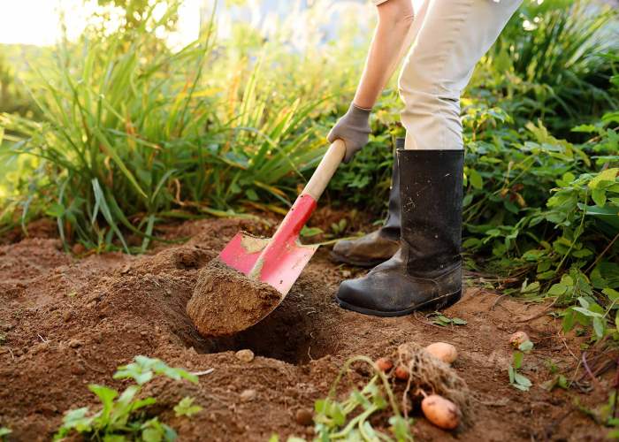 reasons why gardening is good for your health