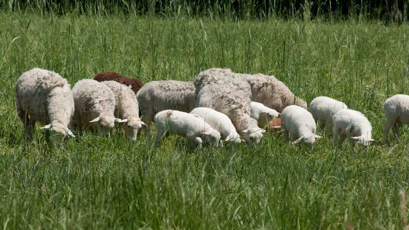 sheep manure