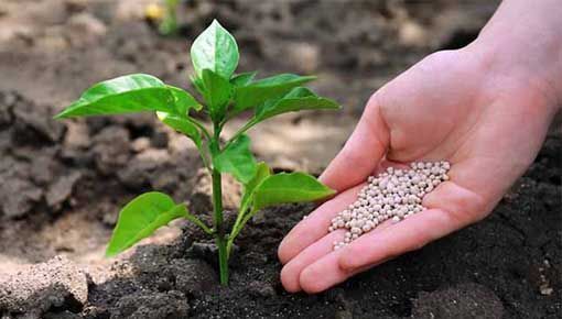 Plant nutrition and fertilizers