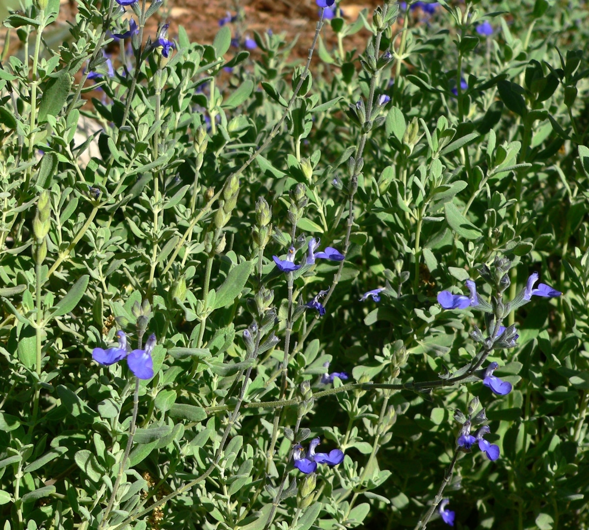 Salvia chamedryoides is perennial