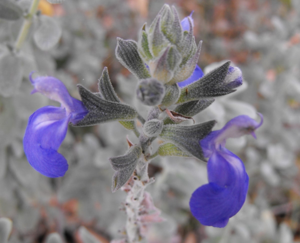 Salvia chamaedryoides flowers are blue