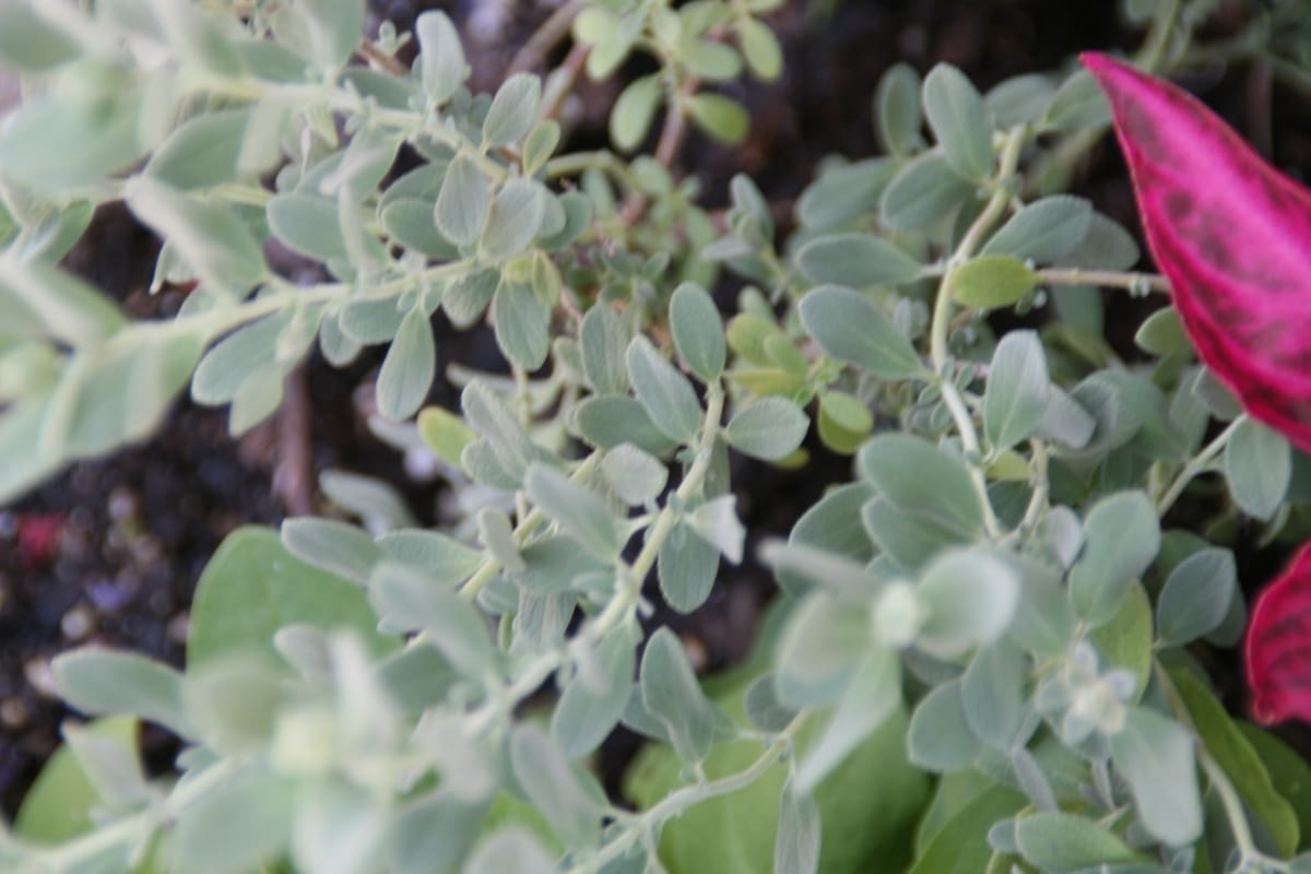 Salvia chamaedryoides is a plant with green leaves