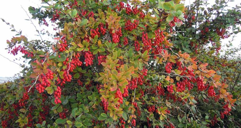 Berberis vulgaris agracejo