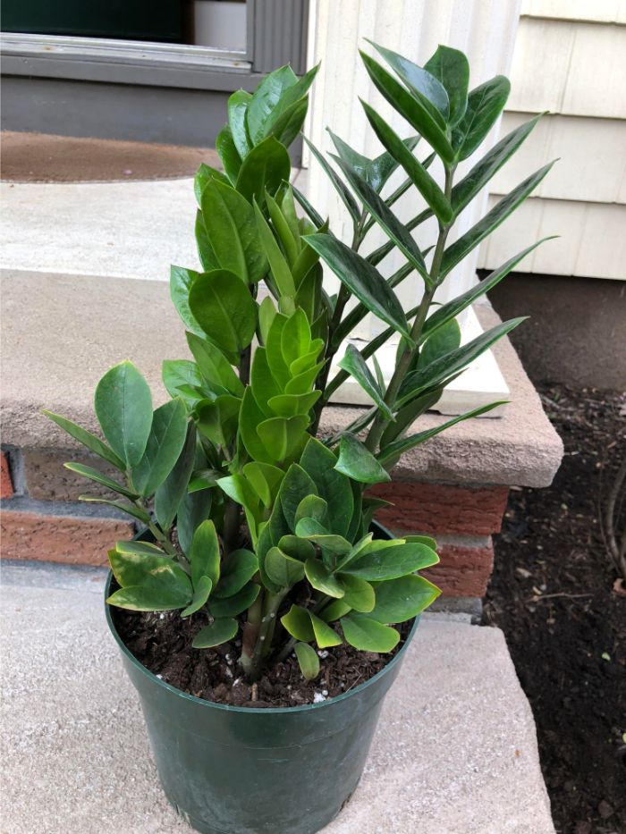why does my zz plant have yellow leaves zamioculcas zamifolia