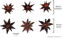 What is the effect of star anise?