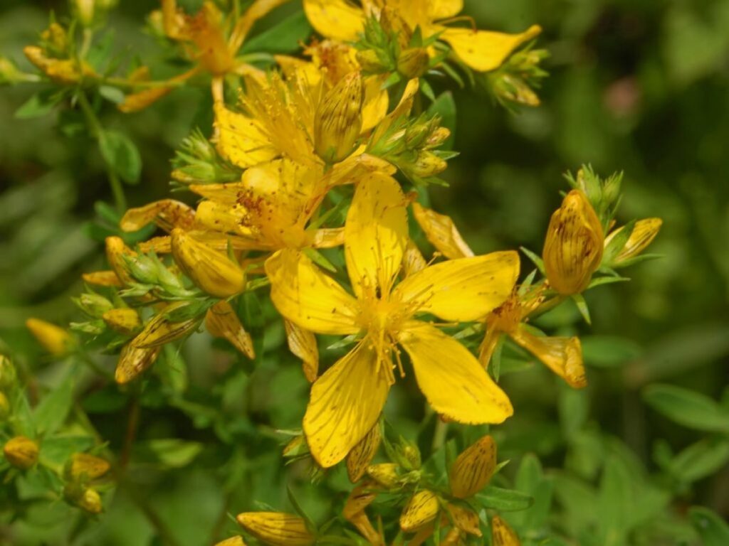 El Hypericum perforatum es una hierba de flores amarillas