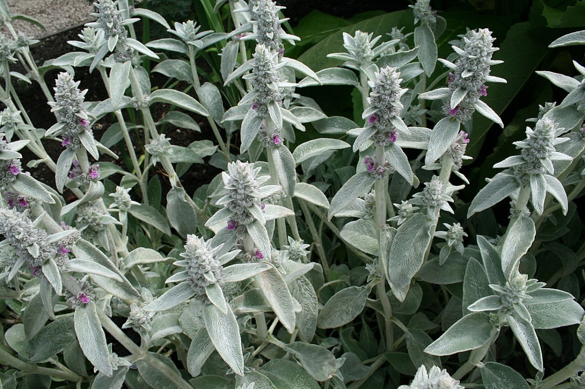Stachys byzantina is a slope grass