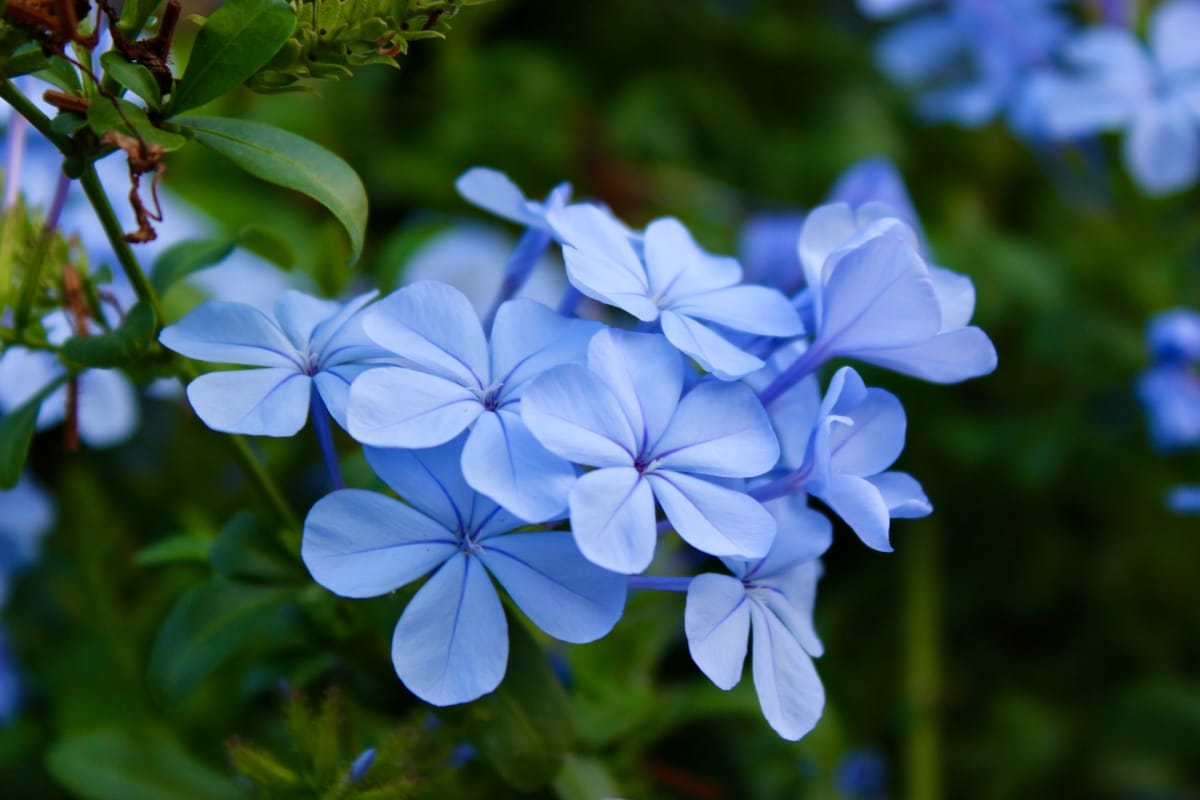 Plumbago is an evergreen shrub