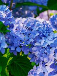 a blue hydrangea