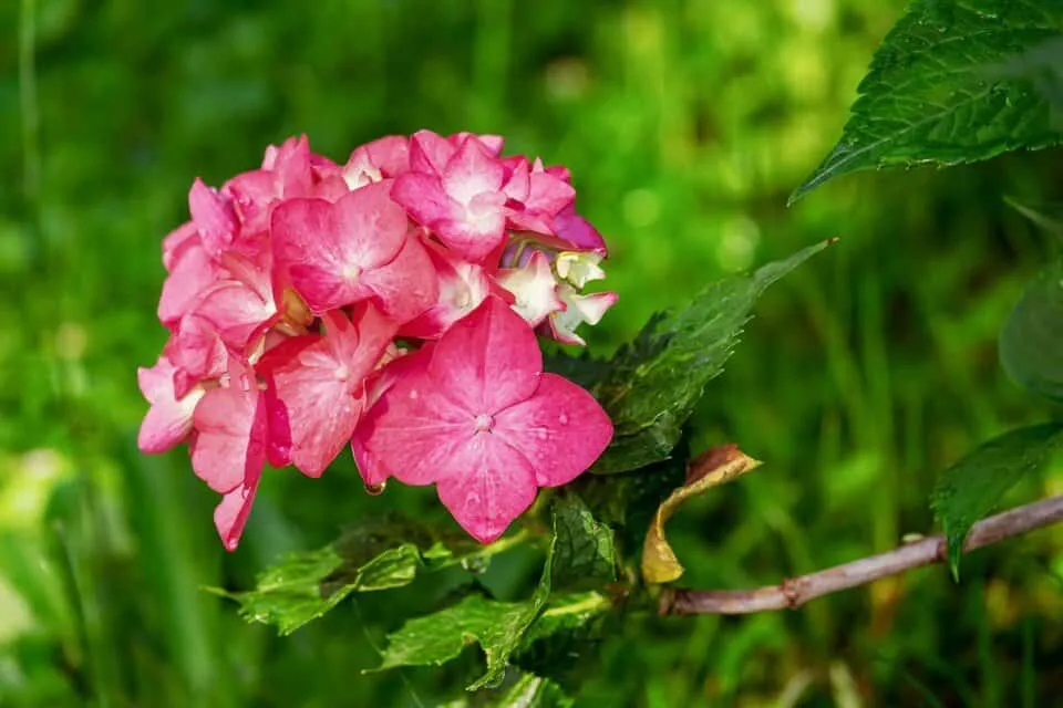 Una hortensia en el artículo ¿Es una hortensia anual o perenne?
