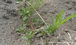 What types of weeds are there?