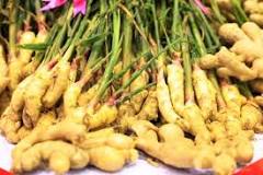 What are the edible roots called?