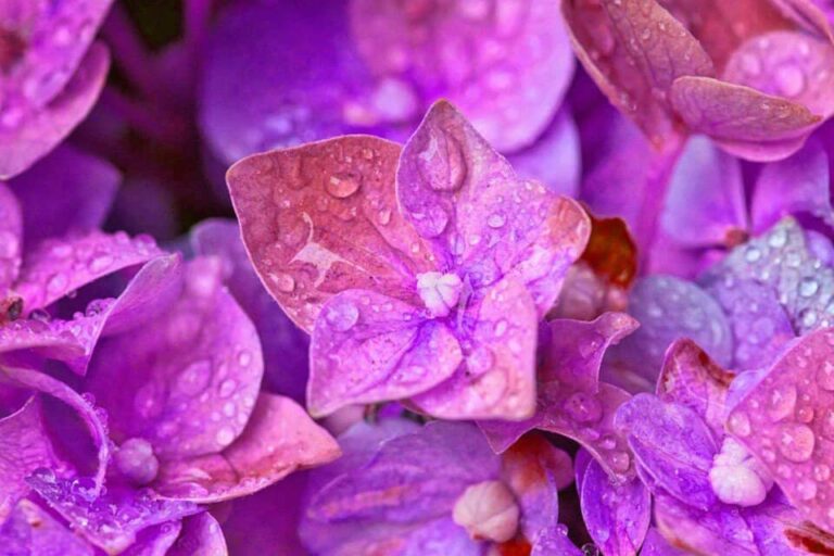 Una hortensia en el artículo ¿Pueden las hortensias sobrevivir a las heladas?