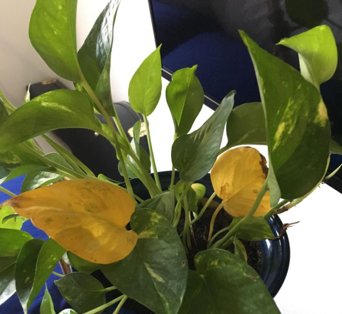 Why are my pothos leaves turning yellow?