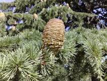 What does cedar mean in the Bible?