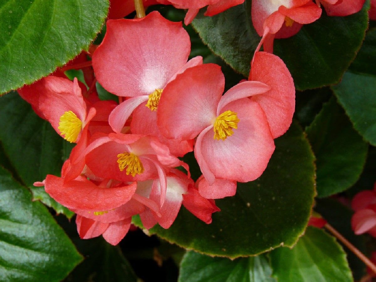 tuberous begonia