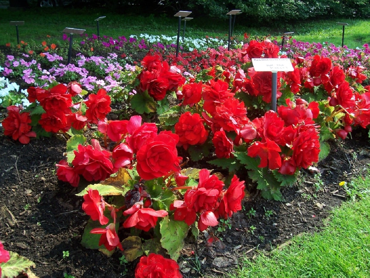 planted begonias