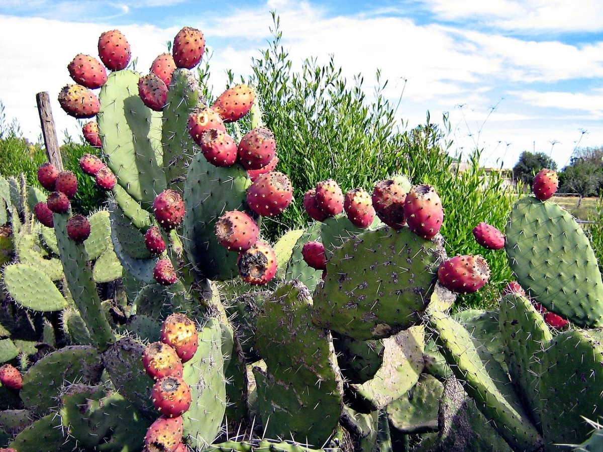 The prickly pear disease is cochineal