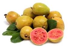 How long should guava leaf tea be taken?
