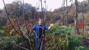 When and how do you prune the fig tree?