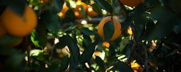 When is orange pruning done?