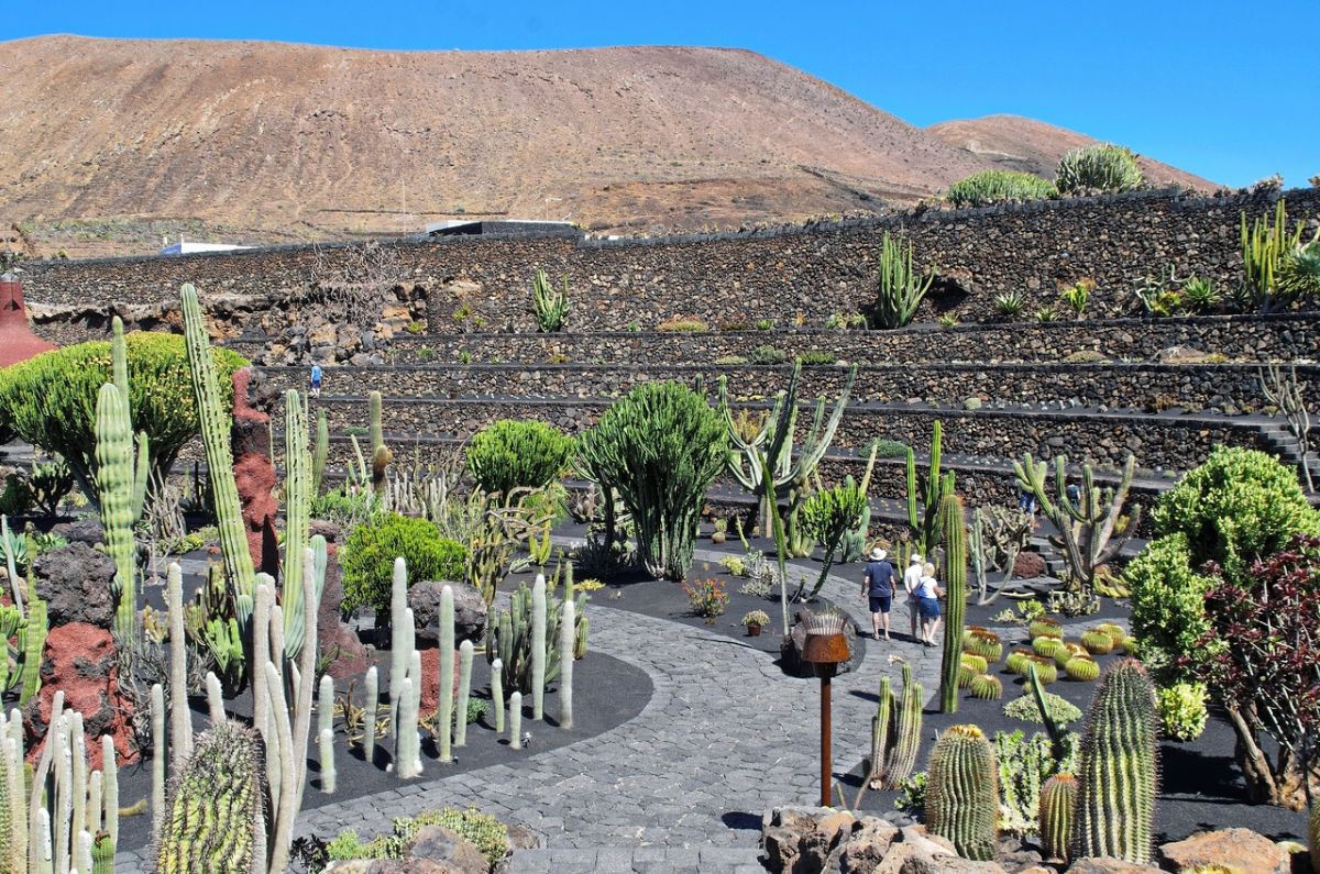 cactus garden path