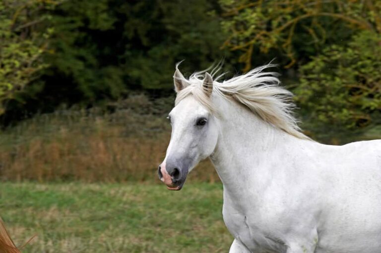 Why the Connemara pony is perfect for your property