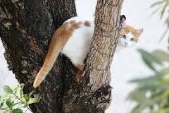 What happens if a cat climbs a tree?