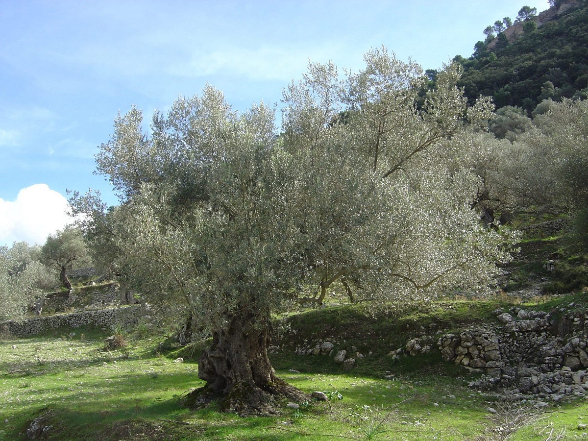 find out how long it takes to grow an olive tree