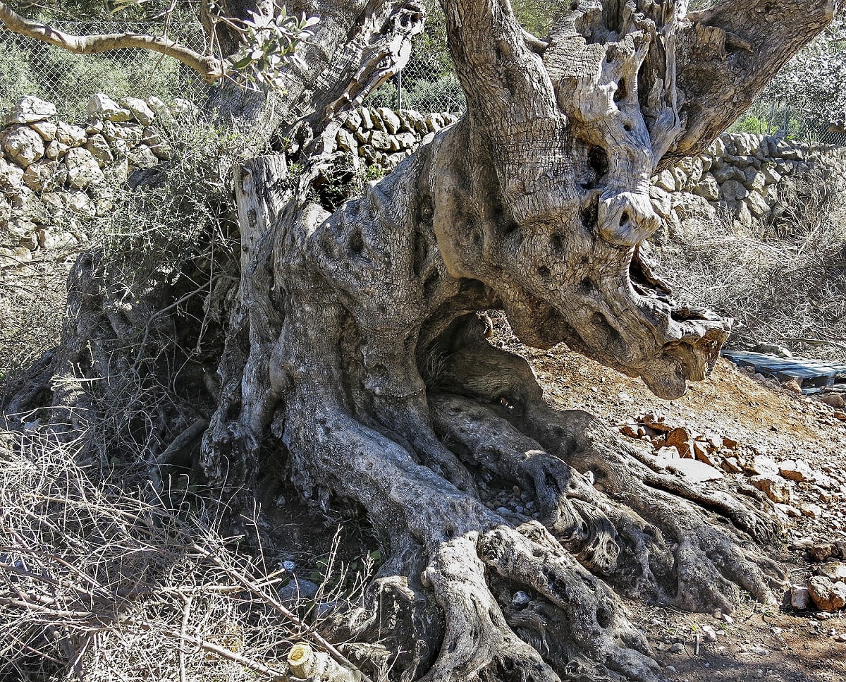 olive trunk