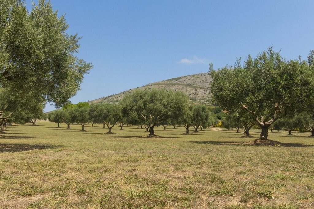 How long does it take for an olive tree to grow: we tell you what factors affect it