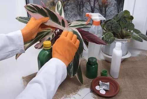 insecticidal soaps for pest control
