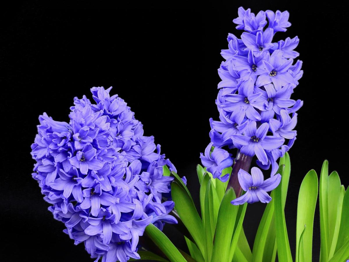 Hyacinths are bulbs that bloom in the spring.