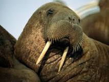 What animal is a Morfa?