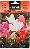 Cyclamen PERSIA Assortment