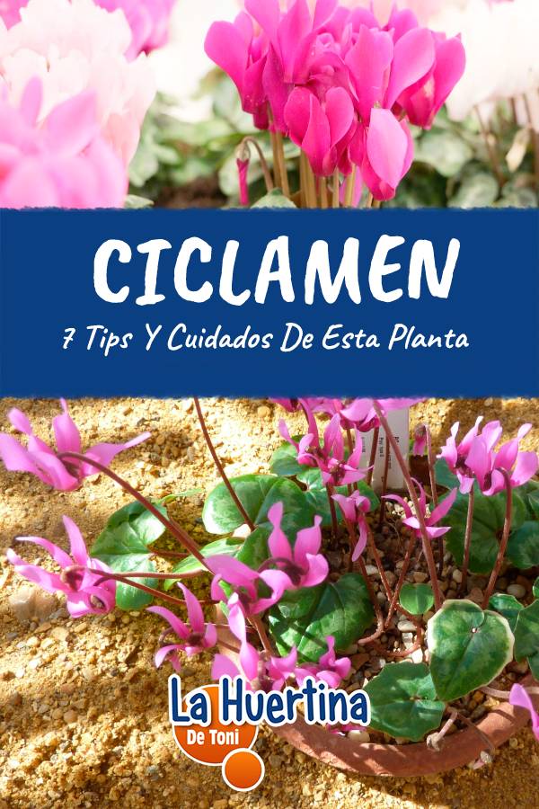 cyclamen care cyclamen care
