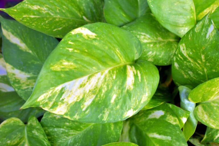 Un pothos sobre el artículo ¿Por qué mi Golden Pothos es todo verde?
