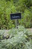 Which plant repels flies?