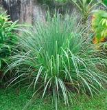What insects does citronella repel?