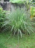 What are the benefits of lemongrass?
