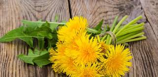 How Does Dandelion Help the Liver?