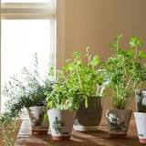 Which plants are aromatic?