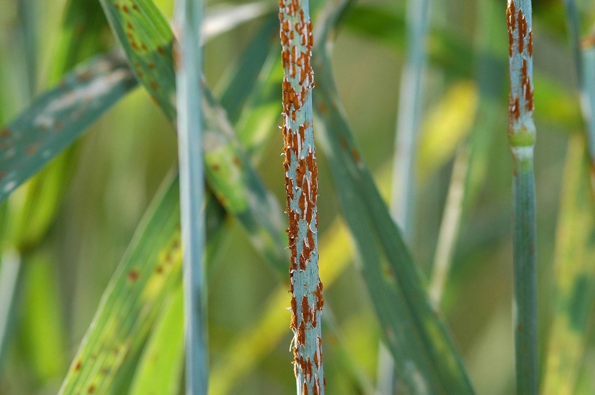 appearance of rust in roses
