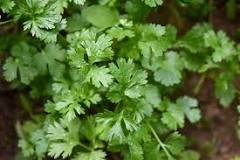 What is the name of the plant that looks like parsley?