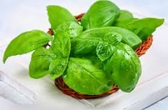What is basil tea used for?