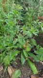 What is cilantro called in Mexico?