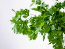 What cures cilantro and how do you prepare it?