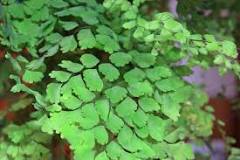 What is cilantro?